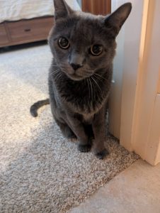 One of my toughest lessons from ten years of full-time travel was triggered by a cat attack