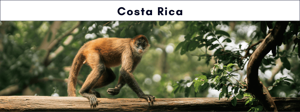 A spider monkey scampers across a tree branch